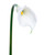 Cream Silk Calla Lily Bud Flower Stem