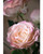 Blush/Coral Open Rose Silk Flower Stem