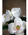 24" Medium Faux Magnolia Flower Stem
