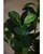Westland Artificial Ficus Leaf Foliage Branch - 24"