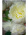 White Peony Silk Flower Stem