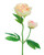 Cream/Pink/Green Peony Silk Flower Stem