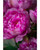 Lavender Peony Silk Flower Stem