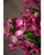 Dark Pink Alstroemeria Silk Flower Stem