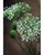 White Queen Anne's Lace Faux Flower Stem