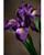 28" Faux Iris Flower Stem in Purple Yellow.