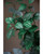 24" Mini Watermelon Pepperomia Faux Foliage Spray