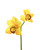 11" Artificial Cymbidium Orchid Flower Stem in Yellow.
