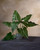 18" Faux Anthurium Leaf Foliage Stem