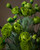 Green Ranunculus Silk Flower Stem Spray