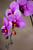 Lavender/TT Floppy Phalaenopsis Faux Foliage Orchid Stem