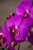 Dark Lavender Floppy Phalaenopsis Faux Foliage Orchid Stem