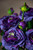 Purple Silk Ranunculus Flower Stem Spray