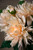 Peach Dahlia Silk Flower Stem Spray