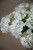Cream Snowball Hydrangea Silk Flower Bundle