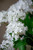 Cream Snowball Hydrangea Silk Flower Stem Spray