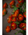 23.5" Silk Ranunculus Flower Stem Spray in Dark Orange.