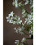 27" Artificial Rock Cress Flower Spray in White.