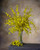 39" Artificial Oncidium Orchid Flower Stem Spray in Yellow.