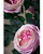 26" Cabbage Rose Silk Flower Stem in Two Toned Pink.