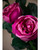 26" Cabbage Rose Silk Flower Stem in Cream Mauve.