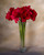 32" Faux Amaryllis Flower Stem in Red.