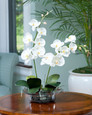 Cream White Phalaenopsis Orchid in elegant glass bowl