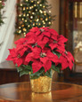 Table Top Silk Poinsettia Plant