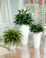 Double Silk Spathiphyllum Plant