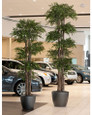 Tall Deluxe Ming Aralia - 10ft