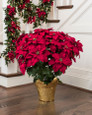 Red silk poinsettia extra large lifelike holiday decor for home