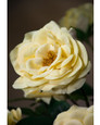 Yellow Blown Open Rose Silk Flower Stem