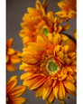 Orange Silk Gerbera Daisy Flower Stem