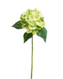 Green Silk Hydrangea Flower Stem
