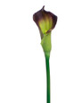 Eggplant Silk Calla Lily Bud Flower Stem