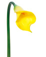 Yellow Silk Calla Lily Bud Flower Stem