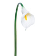 Cream Medium Silk Calla Lily Flower Stem