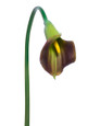 Eggplant Medium Silk Calla Lily Flower Stem
