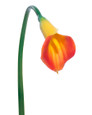 Orange Medium Silk Calla Lily Flower Stem