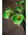 Green Medium Silk Calla Lily Flower Stem