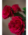Red Open Rose Silk Flower Stem