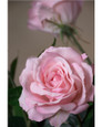 Pink Open Rose Silk Flower Stem