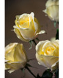 Yellow Rose Bud Silk Flower Stem