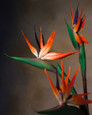 33" Artificial Bird of Paradise Flower Stem