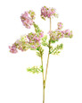 Pink Lilac Silk Flower Stem