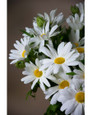 White Daisy Silk Flower Stem Spray (x 3) with Bud