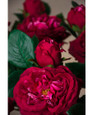 Red Cabbage Rose Faux Flower Stem Spray