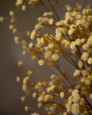 26" Gypsophillia Spray in Beige.