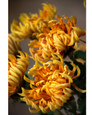 23.5" Faux Fuji Mum Silk Flower Stem in Orange Yellow.