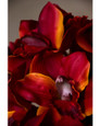 11" Artificial Cymbidium Orchid Flower Stem Burgundy Orange.